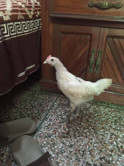 pure Dasi argent sale