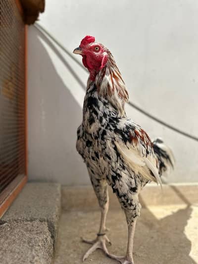 Active Aseel Male for Sale
