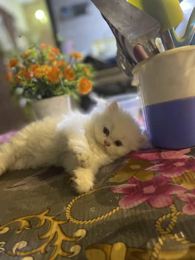 Persian kittens 2 months Age