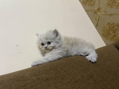 Persian kittens 2 months Age