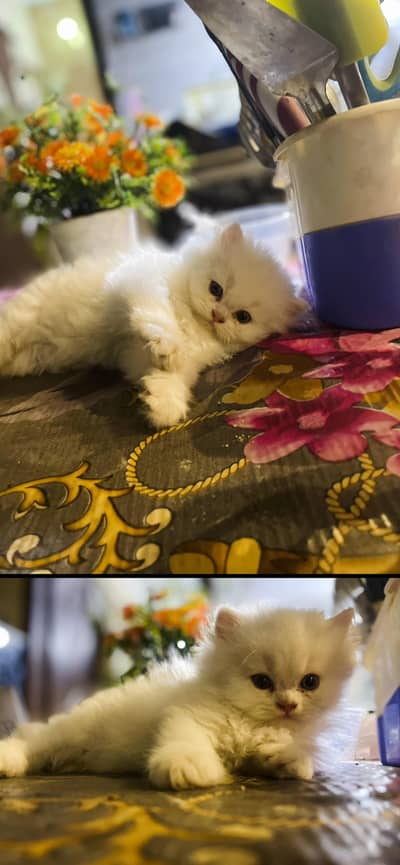 Persian kittens 2 months Age