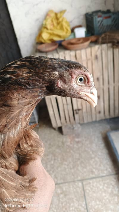 Aseel Amroha cross female with 3 chicks