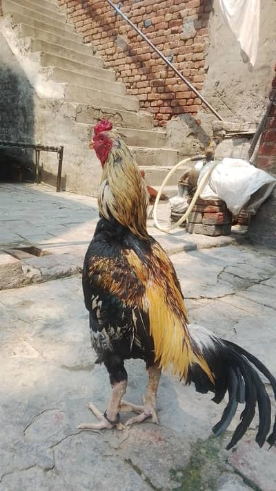 male or female