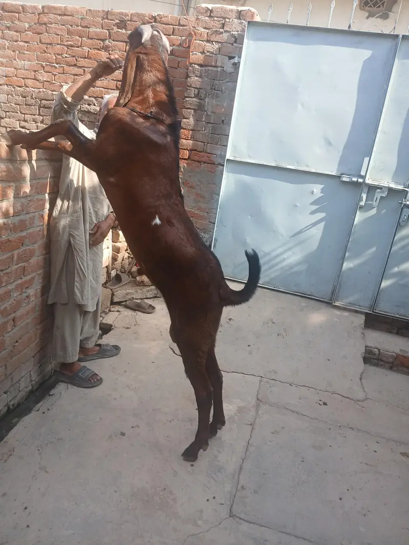 breder buck for sale