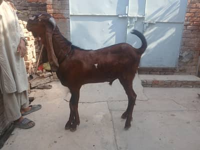 breder buck for sale Nagra high quality male.
