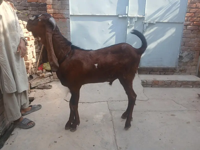 breder buck for sale — photo 2