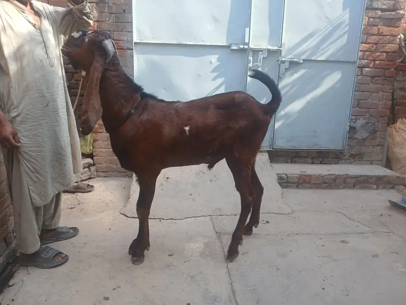 breder buck for sale — photo 3