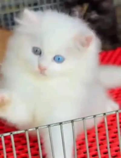 (Persian female kitten) (my WhatsApp number 03229721876