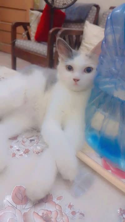 5 months persion kitten