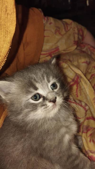 grey kitten 3ripple coat