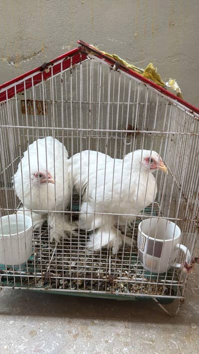 Rare Hen Breed For Sale