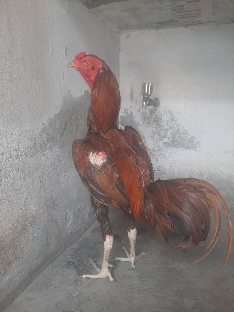 imported patha 1