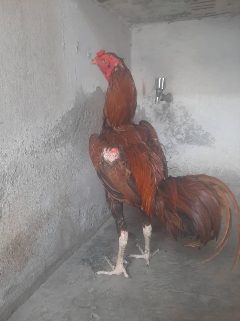 imported patha 2