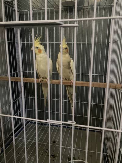 Cocktails breeders pair