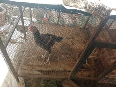 Hen cage