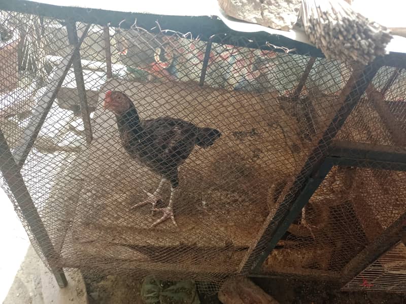 Hen cage 0