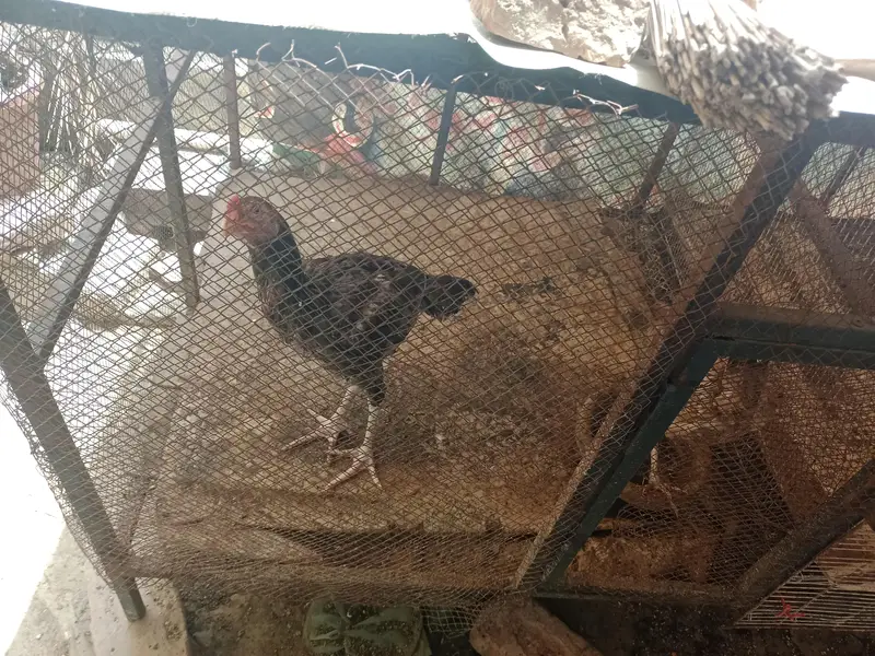 Hen cage