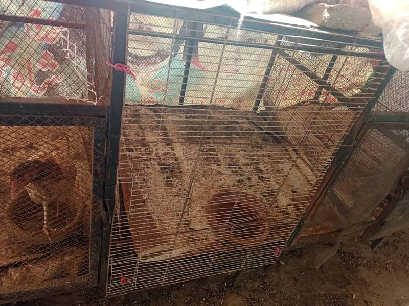 Hen cage 1