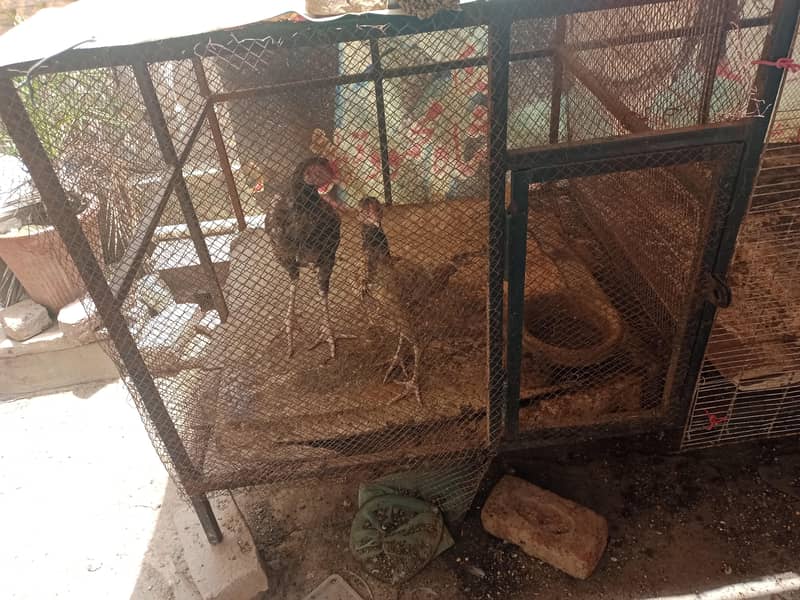 Hen cage 3