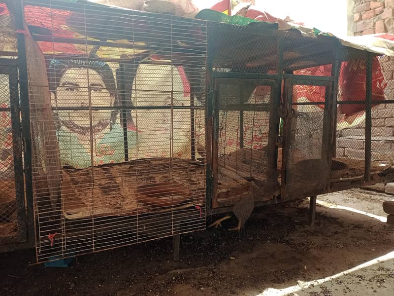 Hen cage 4