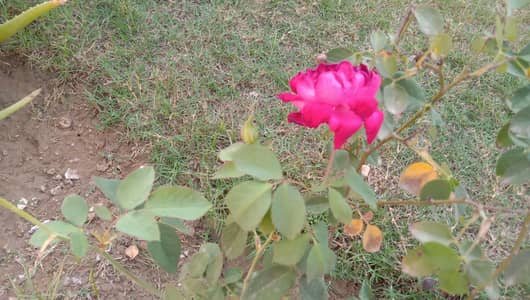 gurda sael