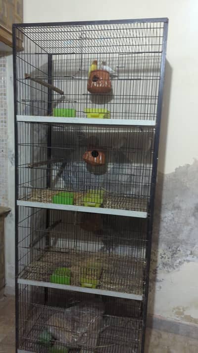 lovebrid with cage