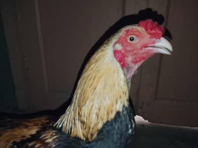 jawa murga zabardast breeder for sale weight UpTo 3kg ya above