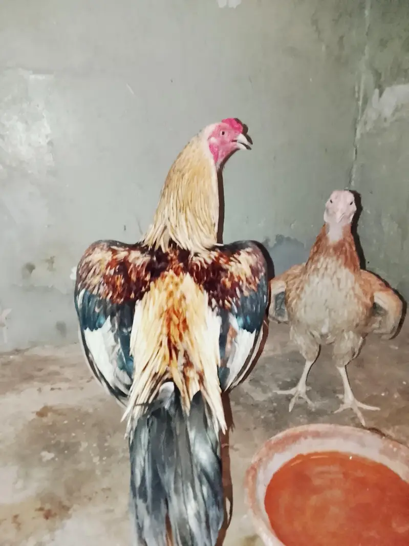 jawa murga zabardast breeder for sale weight UpTo 3kg ya above — photo 2