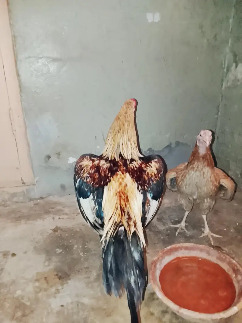 jawa murga zabardast breeder for sale weight UpTo 3kg ya above — photo 3