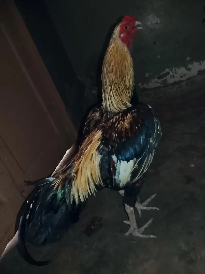 jawa murga zabardast breeder for sale weight UpTo 3kg ya above — photo 4