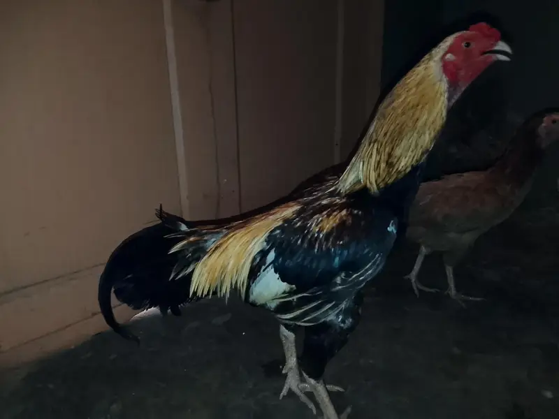 jawa murga zabardast breeder for sale weight UpTo 3kg ya above — photo 5