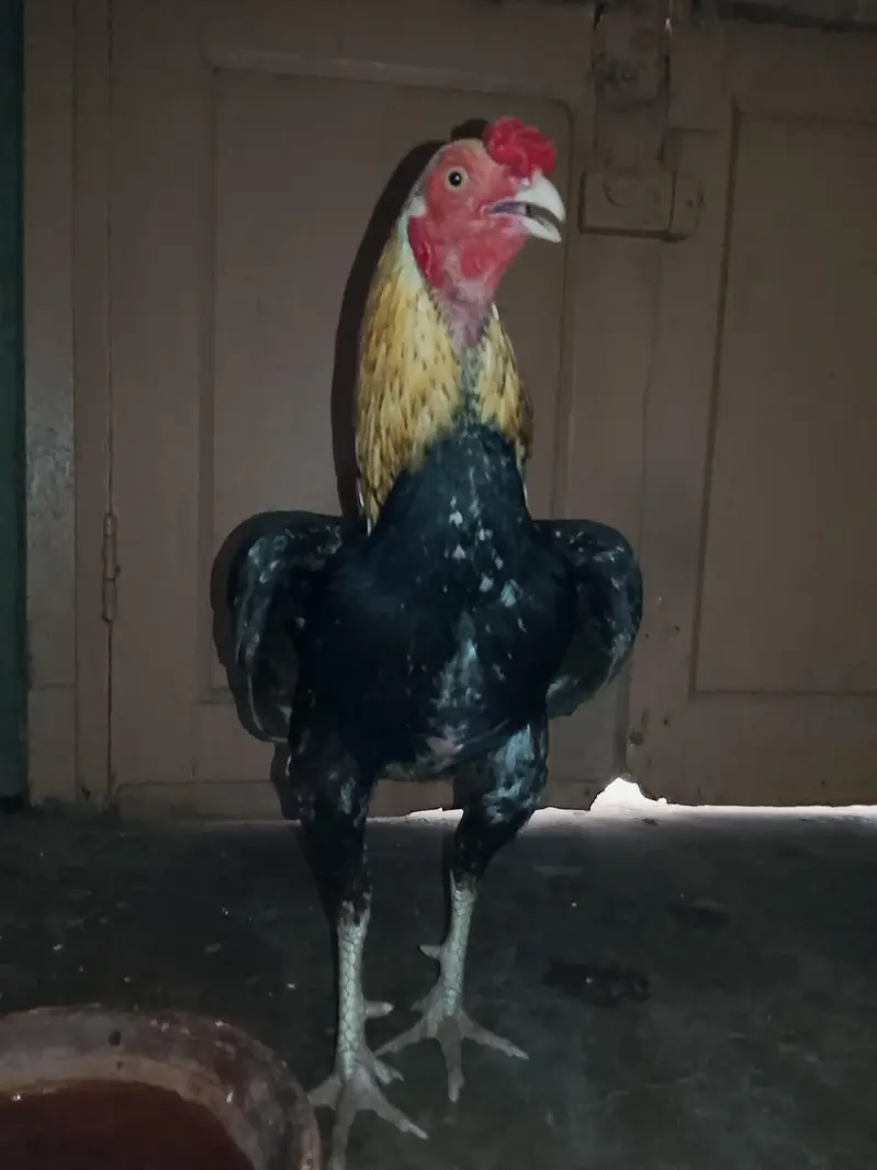 jawa murga zabardast breeder for sale weight UpTo 3kg ya above — photo 6