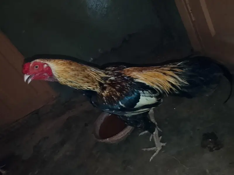 jawa murga zabardast breeder for sale weight UpTo 3kg ya above — photo 7