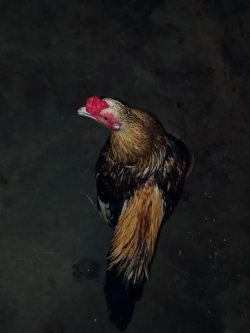 jawa murga zabardast breeder for sale weight UpTo 3kg ya above — photo 8