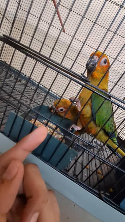 sunconures for sale handtamed