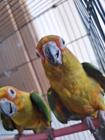 sunconures /handtamed/pair of chicks sunconure