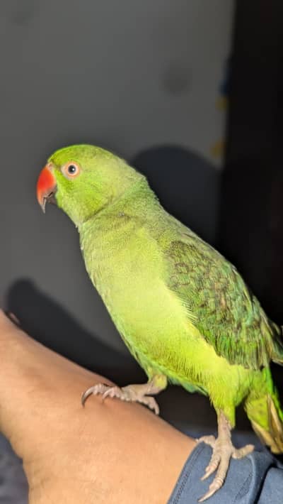 Indian green parrot
