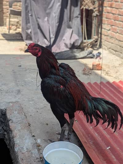 bas vasa hee sal kar raha ha pasoo kyy xorata ha to