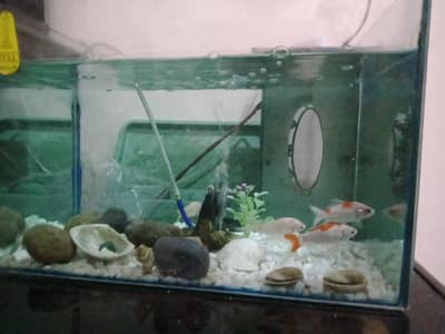 fish aquarium and accessories