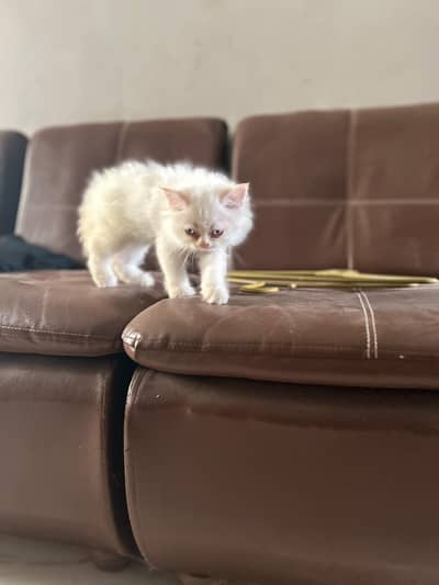 percain male kitten