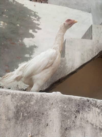 aseel heera female