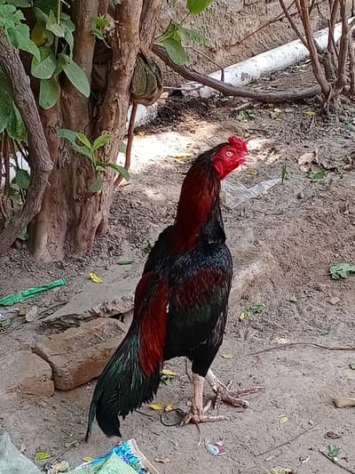 home breed murga aur murgi for sale in Sargodha full breed information