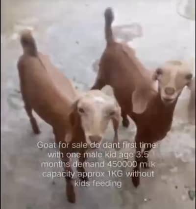 Goat with one kid for sale