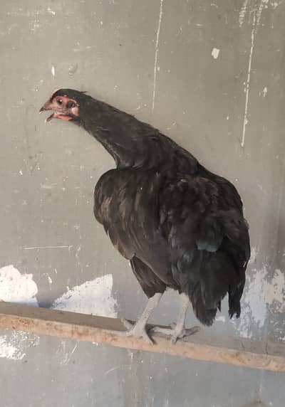 2 Females Australorp for sale