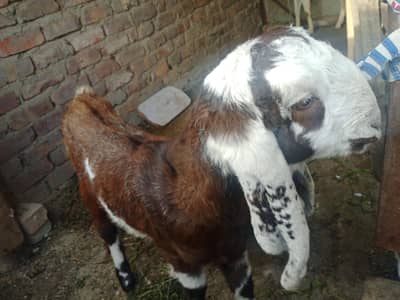 bakri