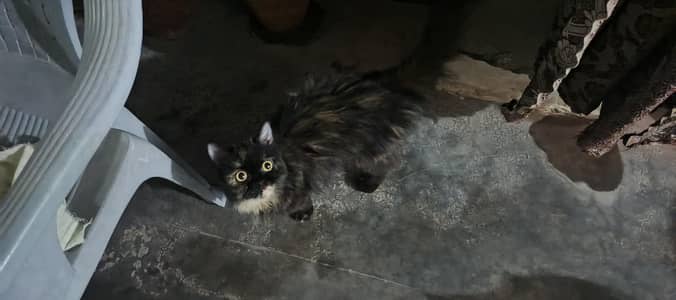 adult female cat black and white