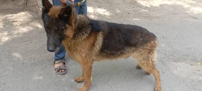 American jerman Shepard  dog