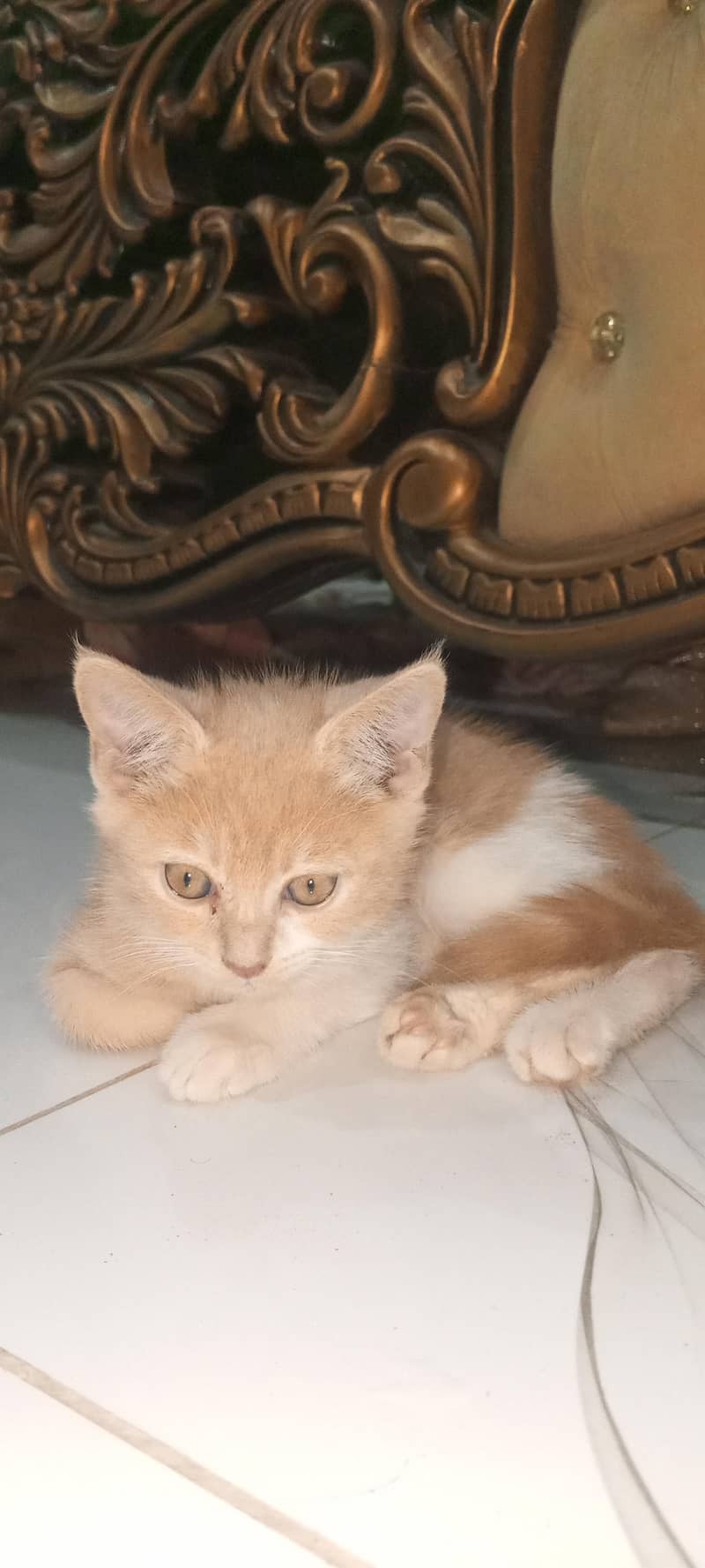 kitten 0