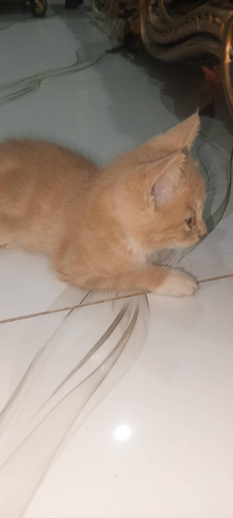 kitten 1