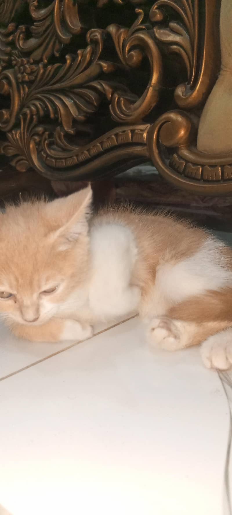 kitten 2
